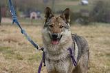 CHIEN-LOUP TCHEQUE 151